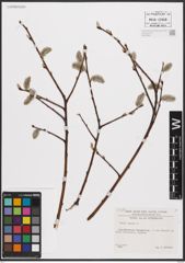 Foto von Salix caprea L.